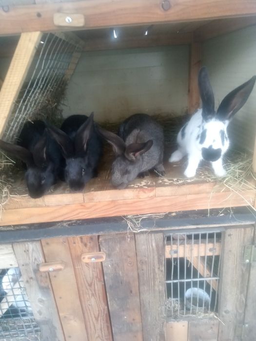Кролики різних порід