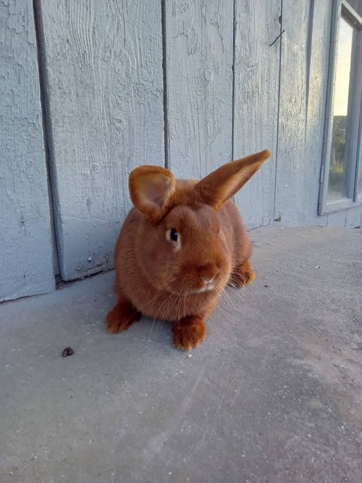 Продам Кролів Дорослі та молодняк