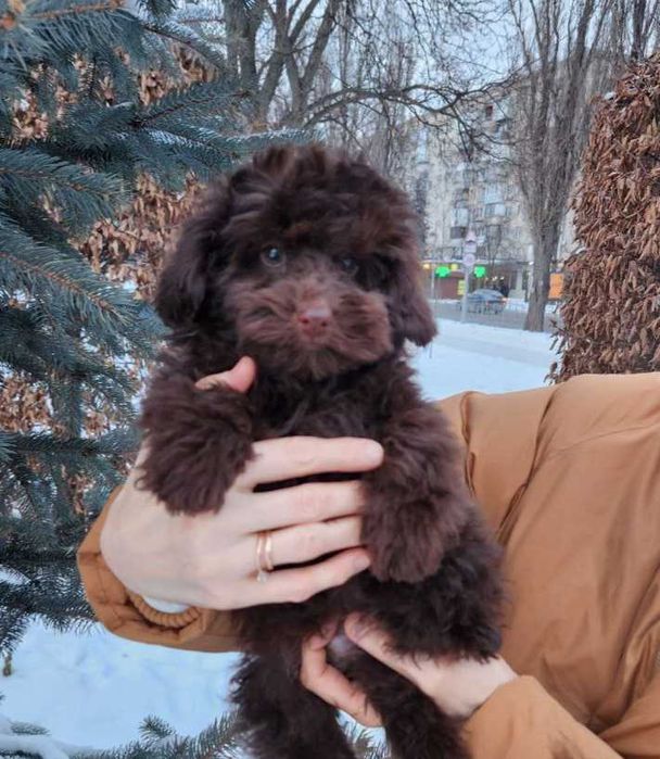 Чарівний та супер милий хлопчисько Той у вишуканому шоколадному хутрі