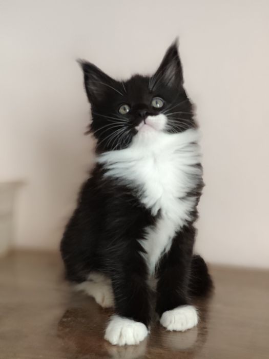 Девицы красавицы Мейн-Кун