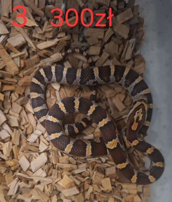 Weze zbozowe (hybrydy)