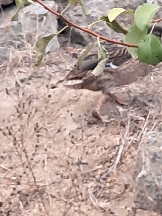 2 Patas Reais prontas a criar