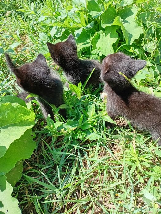Отдам котят в добрые руки