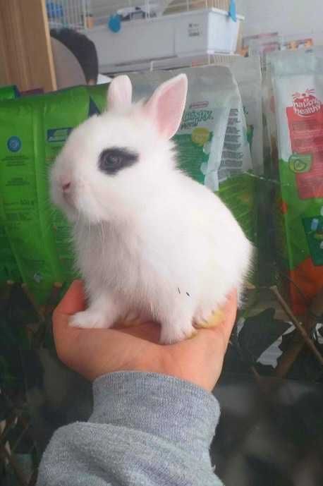 Coelhos Anões Mini Teddy , Mini Toy em Loja