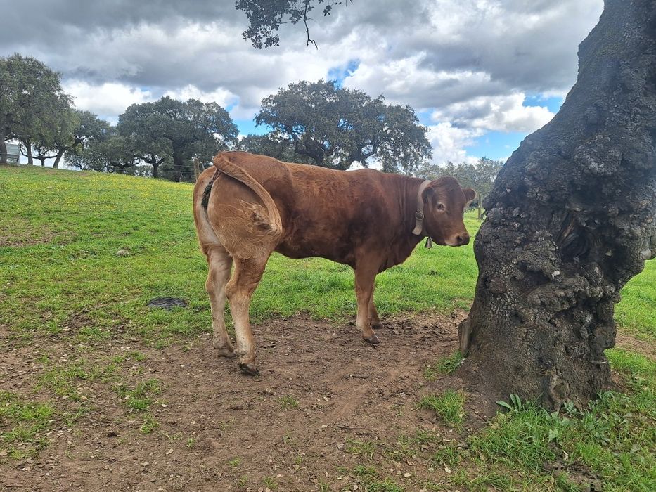 Novilha limousine Pura