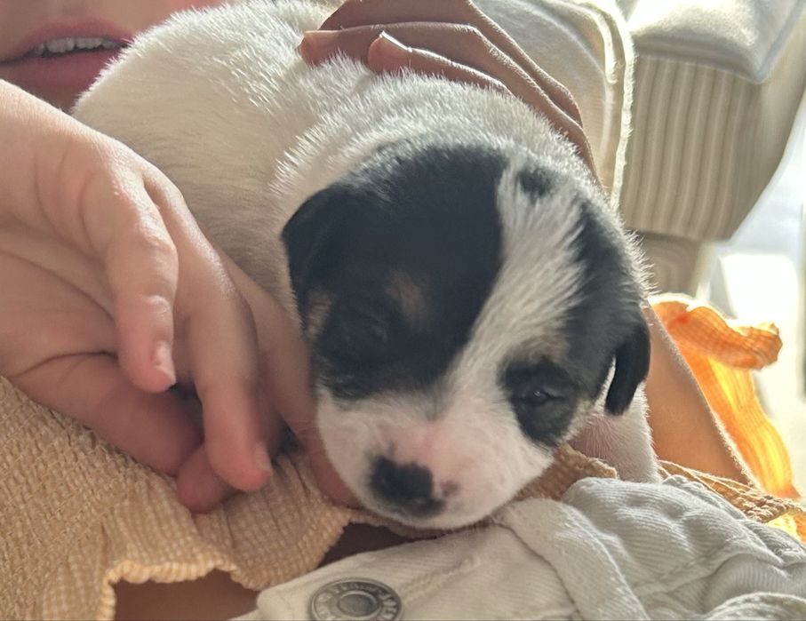Jack russel com Lop