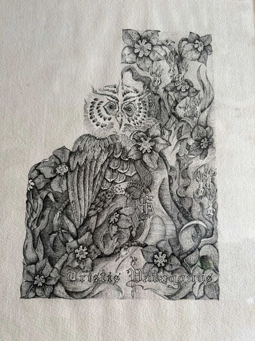 Conjunto de 6 Quadros Naturalistas - Aves Exóticas (Coleção 1982–1983)