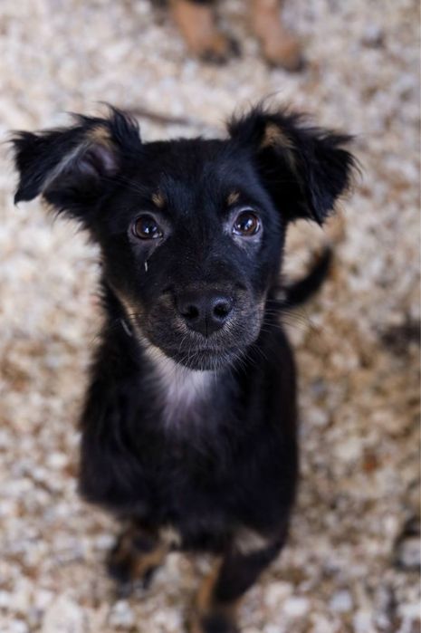 Цуценята в добрі руки ДЗВОНІТЬ