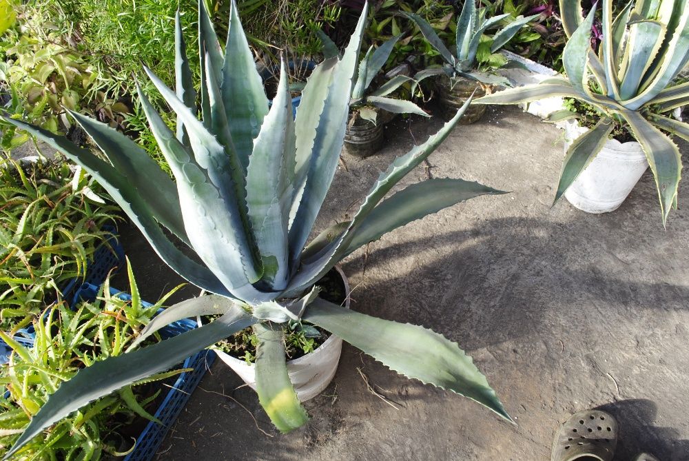 Агава американська