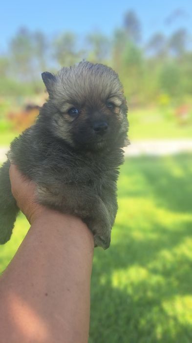 Spitz alemão macho