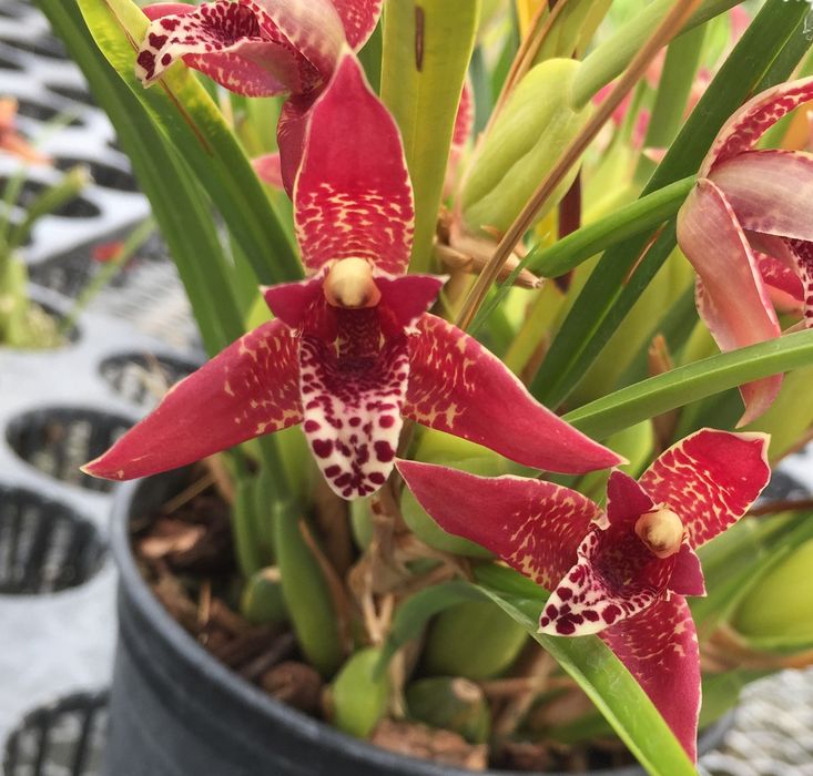 Orquídea maxillaria, orquídea c/ aroma a côcô,