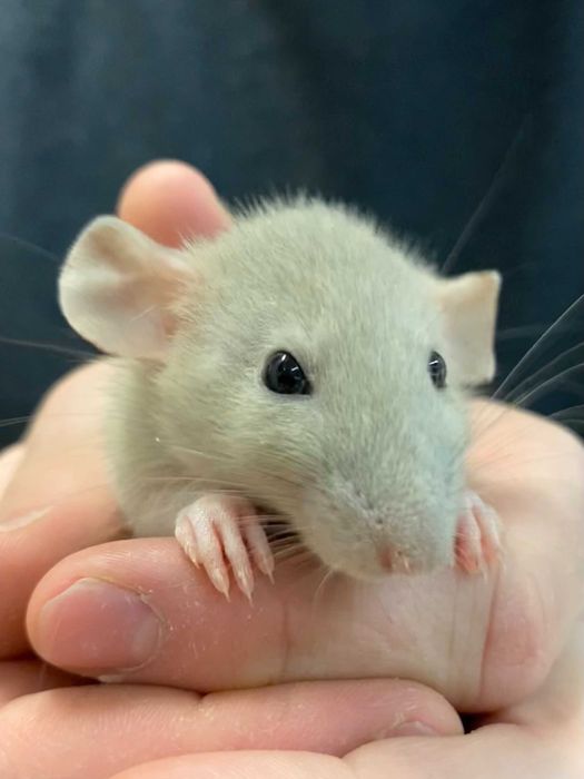 Szczur dumbo Barracuda Dębica