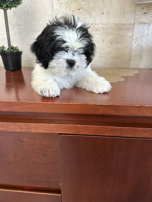 Shih-Tzu excelente
