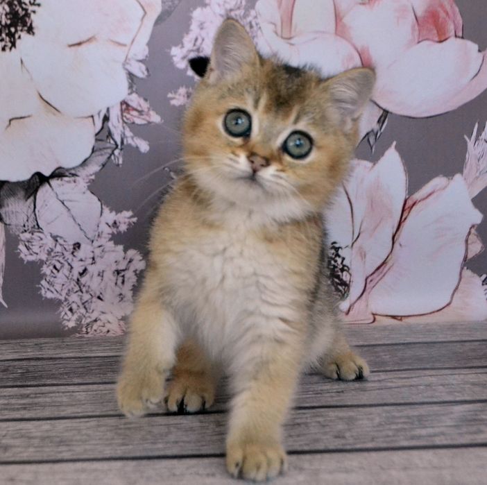 Золотая британская шиншилла котик, кошечка