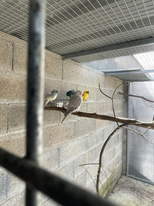 Ring Necks Violeta Muito MEIGOS