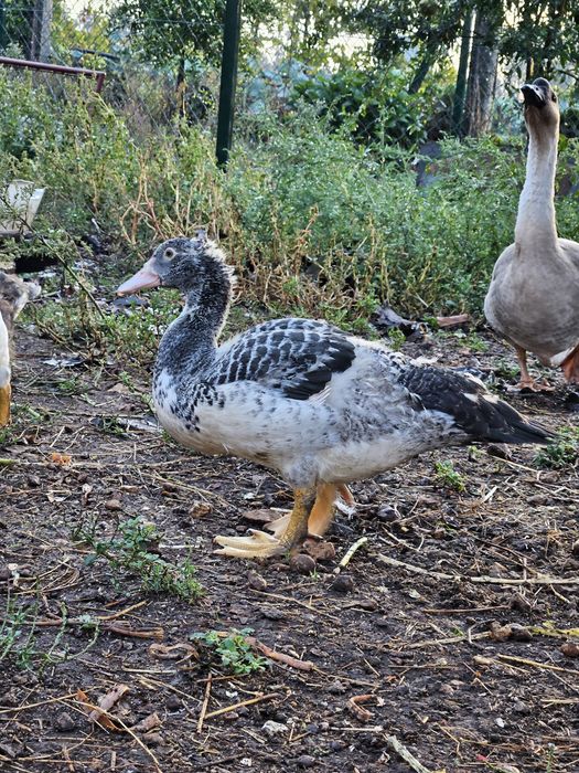 Patos mudos machos e Sedosos disponiveis Vila do Conde