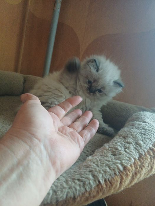 Мальчик невской маскарадной в поиске  семьи.