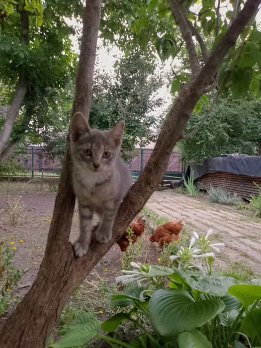 Кошенята шукають родину