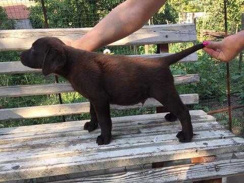 Лабрадор Ретривер від клубних батьків КСУ