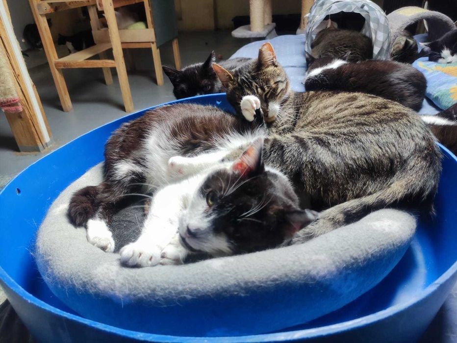 120 kotów czeka na dom !!!