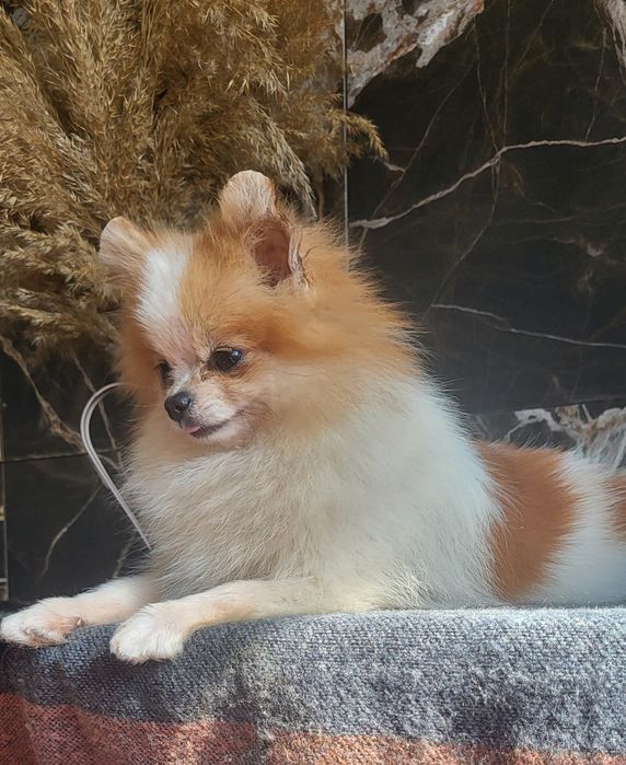 Девочка мини померанский шпиц