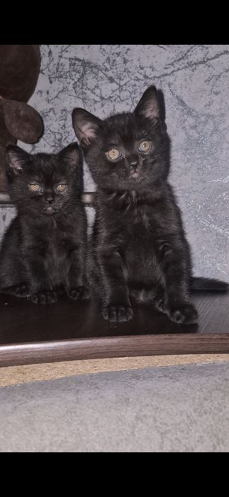 Британські короткошерсті кошенята шукають люблячі родини!