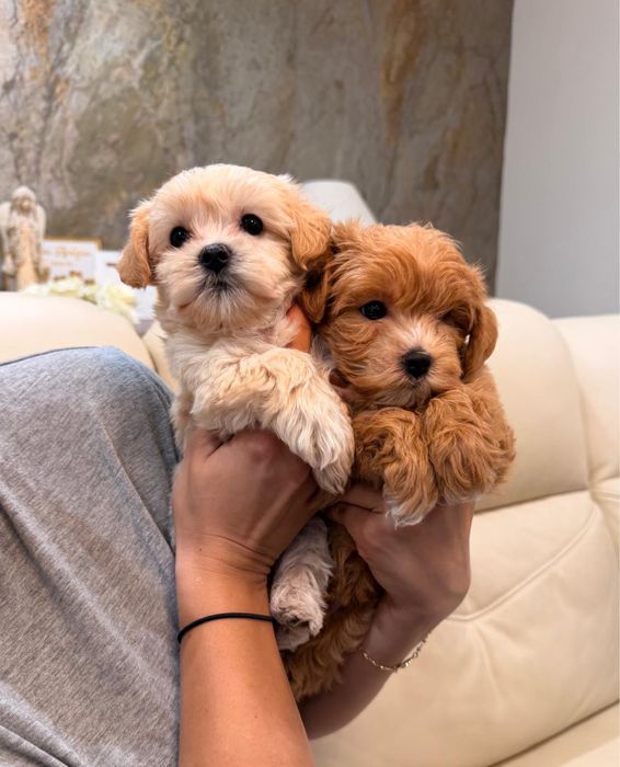 Maltipoo szukają nowego domu