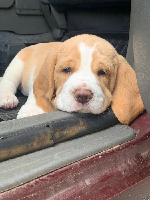 Молодой Бигль в поиске пары