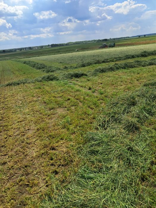Sianokiszonka z traw sianych siano