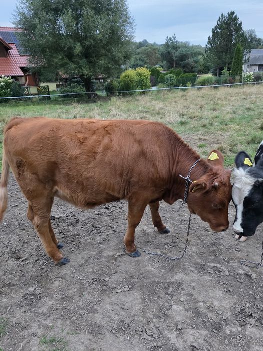 Jałówki  2 szt limuze  belg
