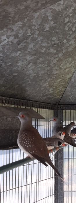 Rolas diamante casais