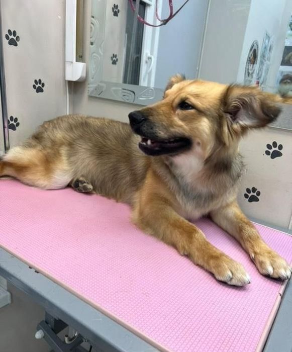 Отдам даром в добрые руки собачку метис небольшой породы