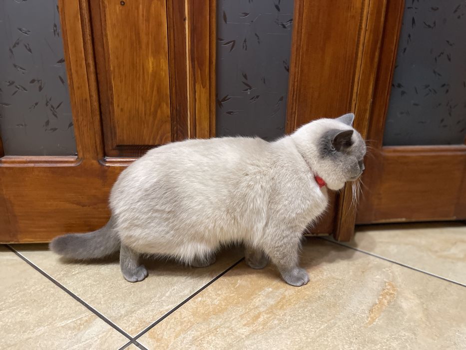 Британець окраса блю-поінт готовий до в‘язки