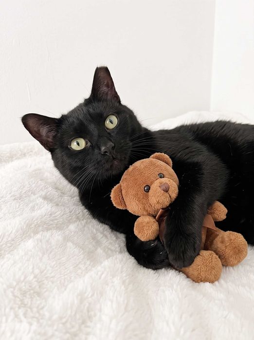 Setúbal / Margem Sul / Lisboa — BLACK, gatinho para adoção