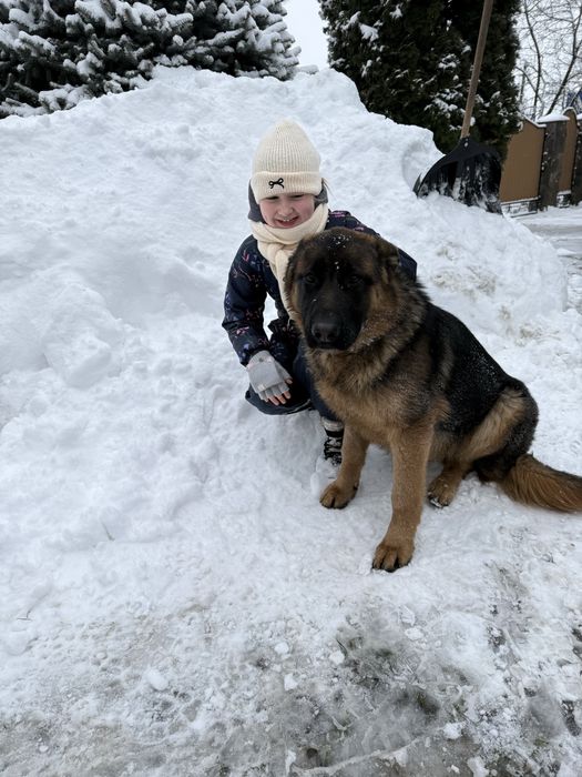 Цуценятка бронювання вівчарка