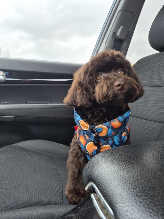 Мальтипу. Девочка