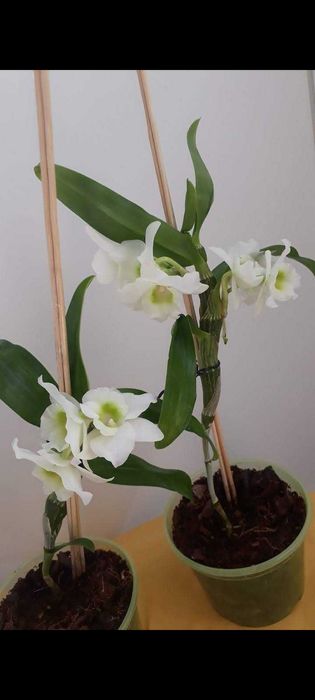 Орхідея дендробіум домашня дітка орхідеї