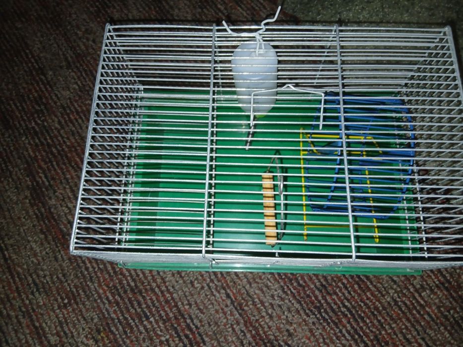 клетки для хомяков и лоток для кота
