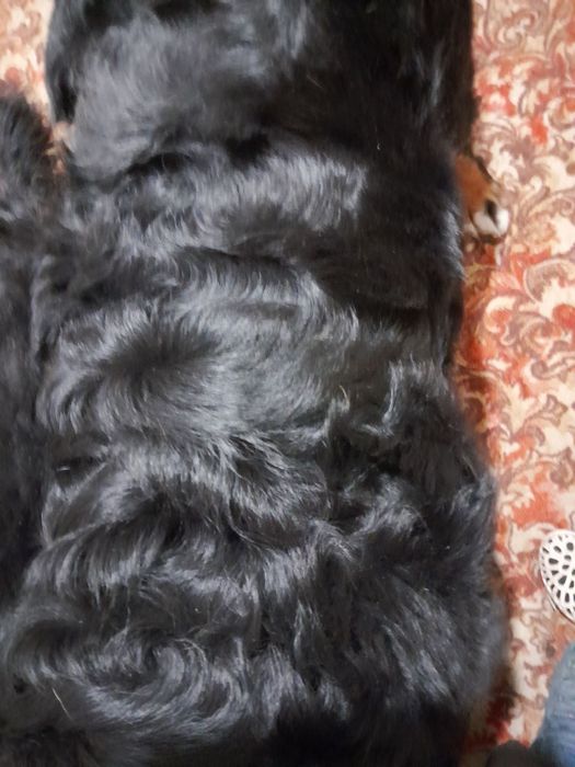 Шерсть  собача (порода зенненхунд)