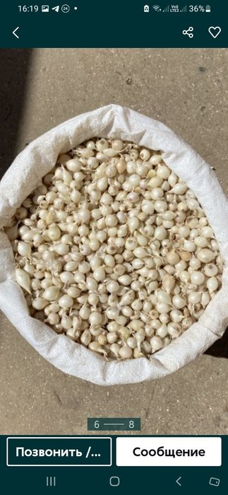 Продам свой лук севок