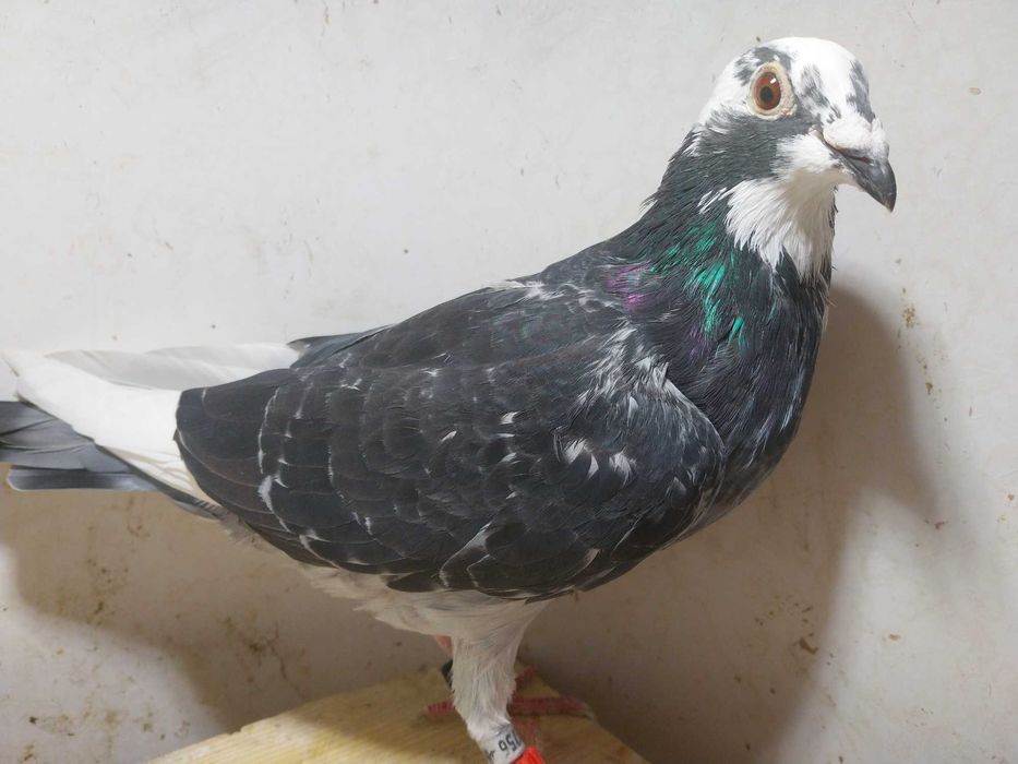 Gołębie pocztowe- Śliczna samica aardenNL 2025 czip telefon