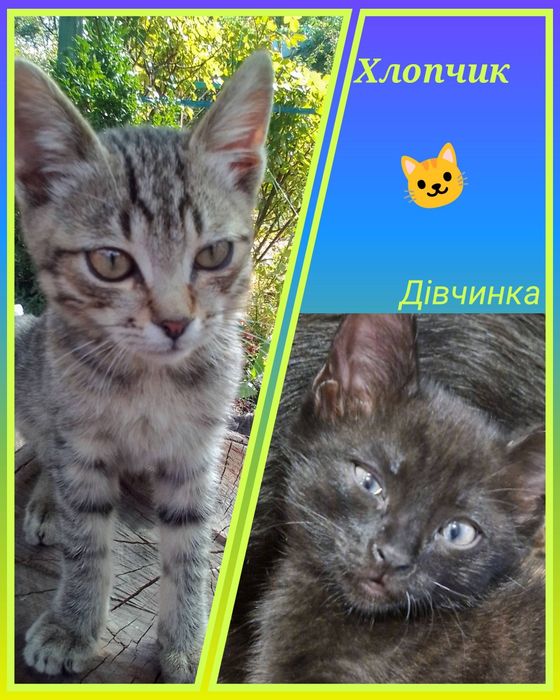 Кошеня, дівчина, чорного кольору Сіренький хлопчик Віддам. Безкоштовно