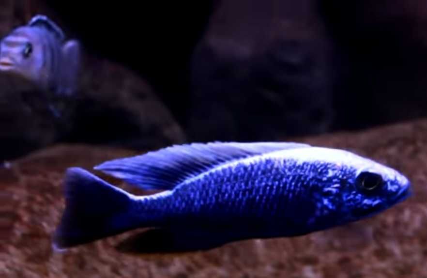 Ciclidios africanos - Sciaenochromis fryeri - alevinos