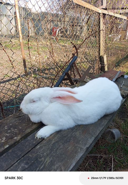 Продам чи обміняю кролицю Термонку