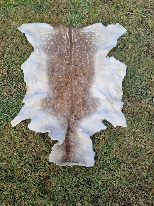 Skóra z Daniela  wygarbowana