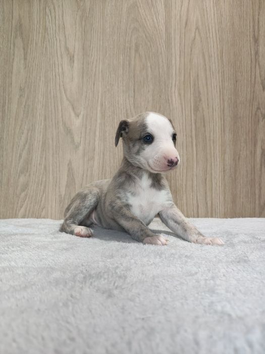 Chart Angielski WHIPPET