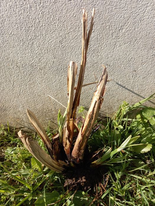 Pés de papiro ou vassourinhas lagos ou jardins