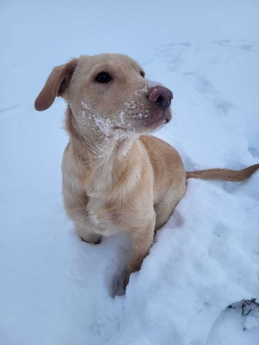 Biszkoptowe szczeniaki szukają fajnych domów