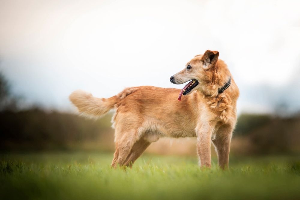 Beżowy puchaty piesek szuka domu