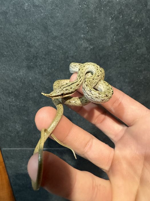 Wąż Gonyosoma Boulengeri
